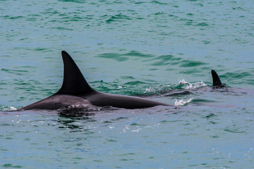 Orcas hunting sea lions, Patagonia , Argentina