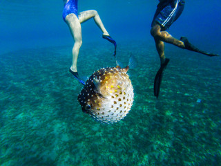 fish hedgehog swims in the sea on the background of human legs © liza