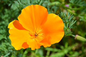 żółte pomarańczowe maki yellow orange poppy