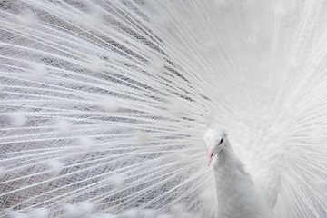 Beautiful White Peacock Close-Up.
