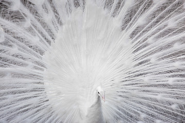 Beautiful White Peacock Close-Up.