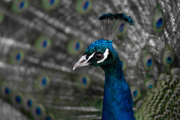 Fototapeta premium Beautiful Colorful Peacock Close-Up.