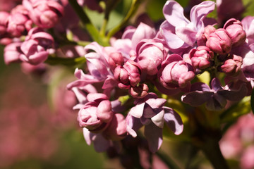 Branch of fresh purple lilac flowers in a city public park close-up - Image