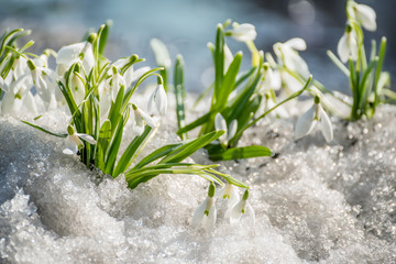 Flowers spring first white snowdrops in the fallen snow. Art photo with soft selective focus.