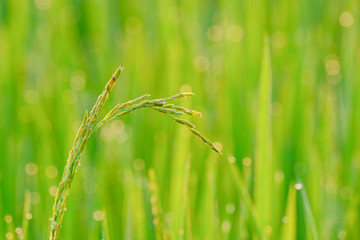 closeup of green seeding rice