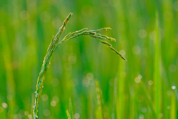 closeup of green seeding rice