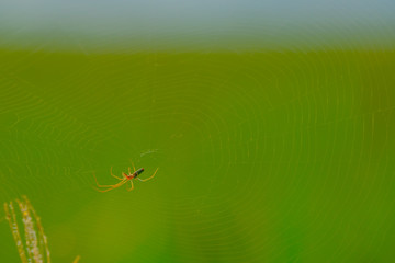 spider and spider web on nature background