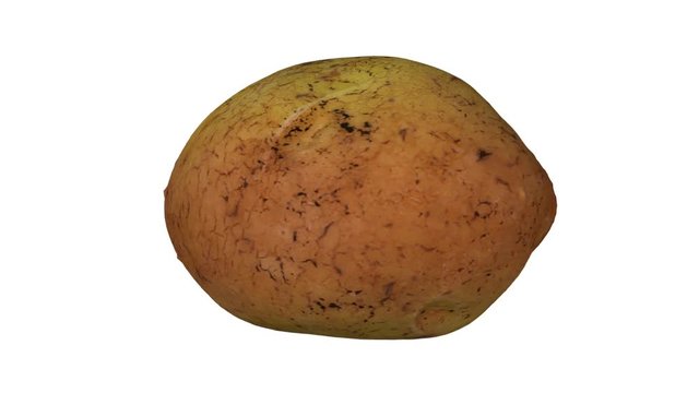 Realistic render of a rotating melody potato on white background. The video is seamlessly looping, and the object is 3D scanned from a real potato.