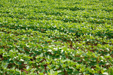 Green ripening soybean field. Rows of soybeans. Soy plantation.