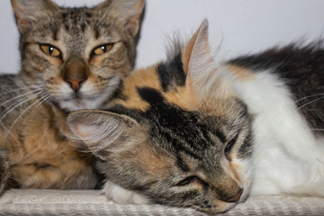Fototapeta na wymiar cats sleeping together. embraced. Catty love
