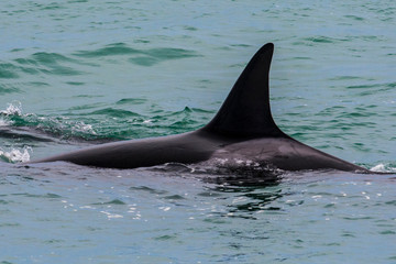 Fototapeta premium Orcas hunting sea lions, Patagonia , Argentina