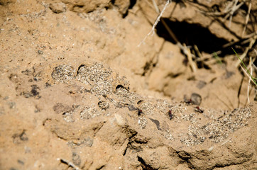 Close up of a damaged Termite Mound 