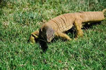 A Bungarra or Sand Goanna moves in close