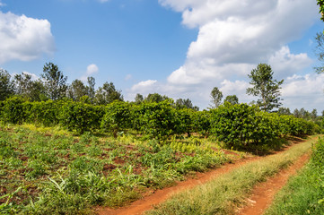Fototapeta na wymiar Coffee tree shrub field in the countryside