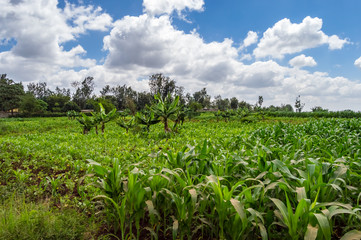 Fototapeta na wymiar Maize and banana field in the countryside