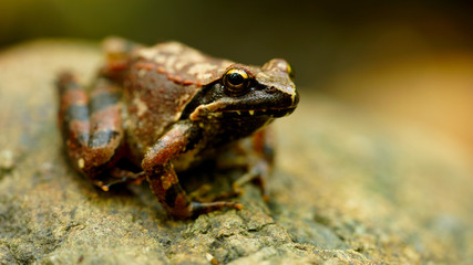 Frog sitting on the rock close up macro shot / Zlatibor, Serbia