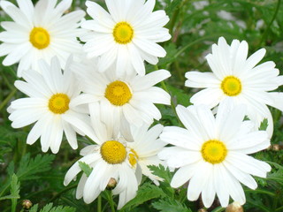 Fototapeta premium daisies on green background