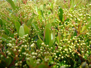 green plant background