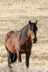 Obraz premium Majestic Wild Horse in Utah in Winter