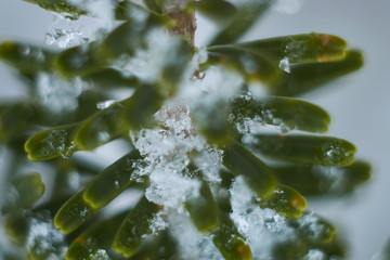 ice on fir needles