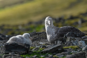 Antartic giant petrel, Hannah Point,Livingston island, South Shetlands , Antártica