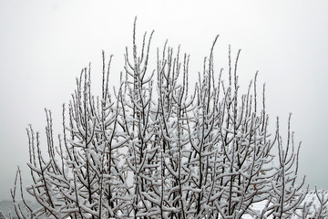 Branches of trees covered by snow in the Tuscan hills after a winter snowfall. Chianti, Tuscany, Italy