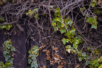 moss on tree