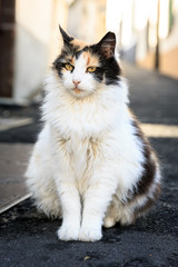 Beautiful white hairy cat (Felis catus) in the street of Funchal, Madeira, in summer