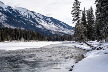 Odd and strange tree growth formation along the banks of the Kootenay River in Kootenay National Park during winter