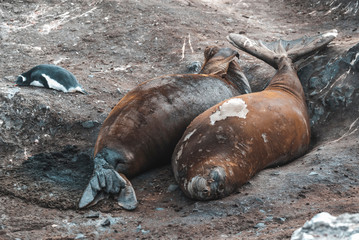  Elephant seal, Hannah Point, Antartic peninsula.