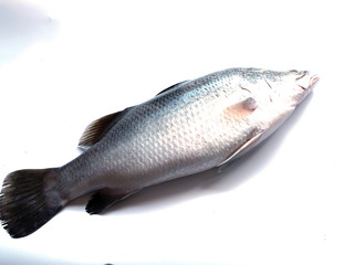 Snapper fish isolated on  white background .