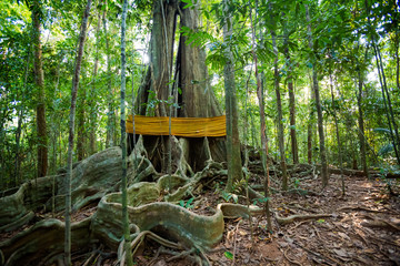 Old trees Sayai Koh Kood