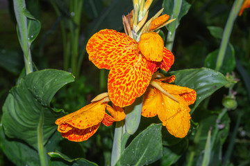 orange lily on green background