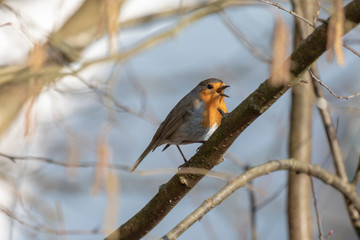 Rotkehlchen singt in der Morgensonne