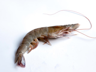 Fresh shrimp isolated on white background.