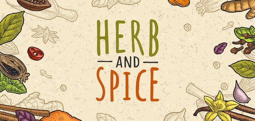 HERB and SPICE handwriting lettering. Set vector color engraving