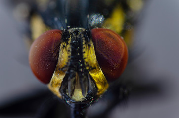  colorful fly in macro photography