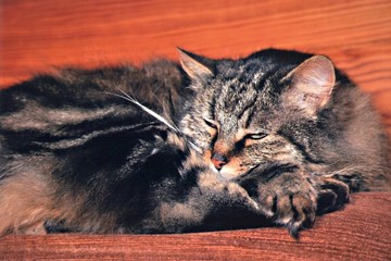 Chat
