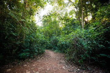 Old trees Sayai Koh Kood