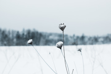 selective focus of dry field flowers covered with snow