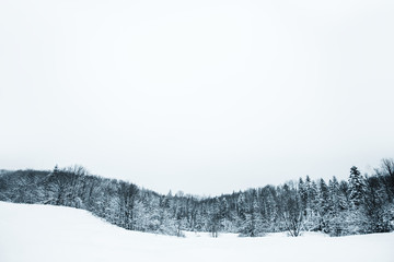 clear sky and trees covered with snow in Carpathian Mountains