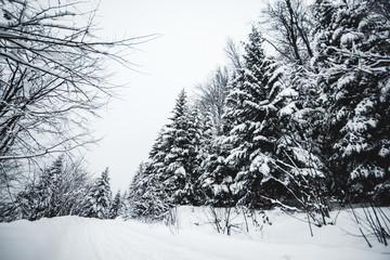 road in carpathian mountains covered with snow among spruces