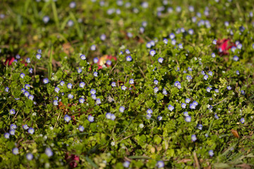 オオイヌノフグリ