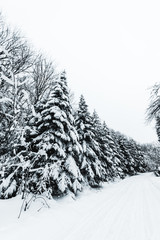 firs covered with snow in white winter forest in carpathian mountains