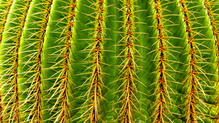 Jardin de Cactus Kaktusgarten Lanzarote