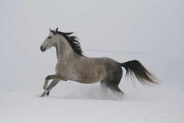 Obraz na płótnie Canvas arab horse on a snow slope (hill) in winter