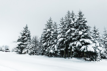 Road in Carpathian mountains covered with snow among spruces