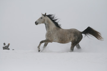 Naklejka na ściany i meble arab horse on a snow slope (hill) in winter
