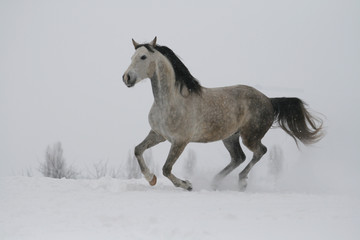 Plakat arab horse on a snow slope (hill) in winter