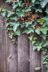 Fototapeta na wymiar ivy on a wall